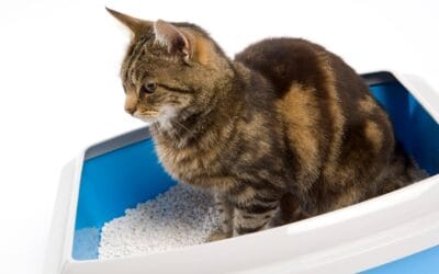 Waarom plast mijn kat in huis?