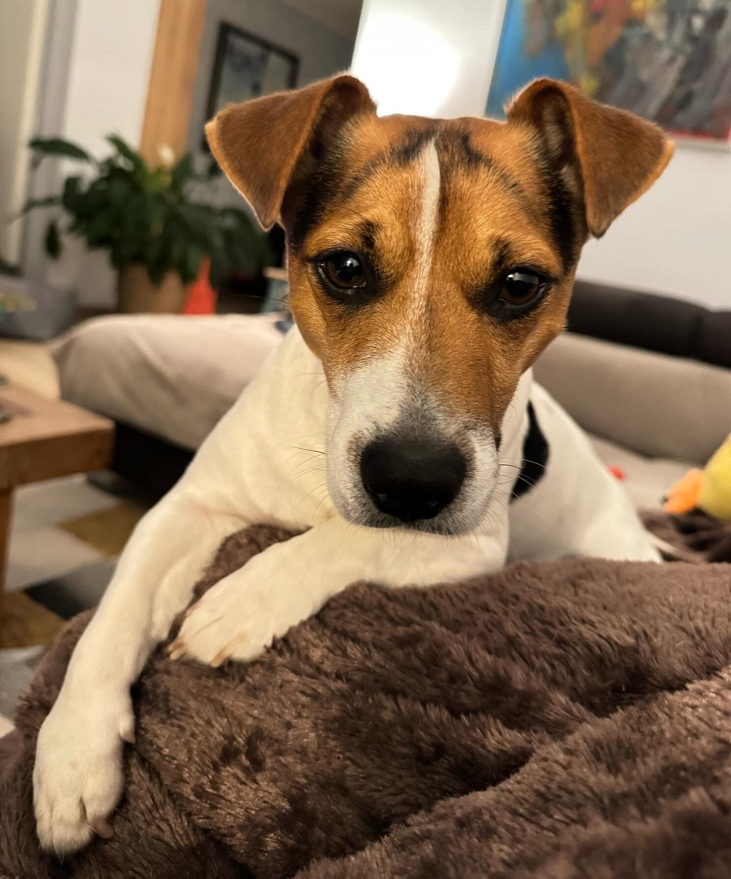 mijn viervoeter bij mijnschoonhuis.nl