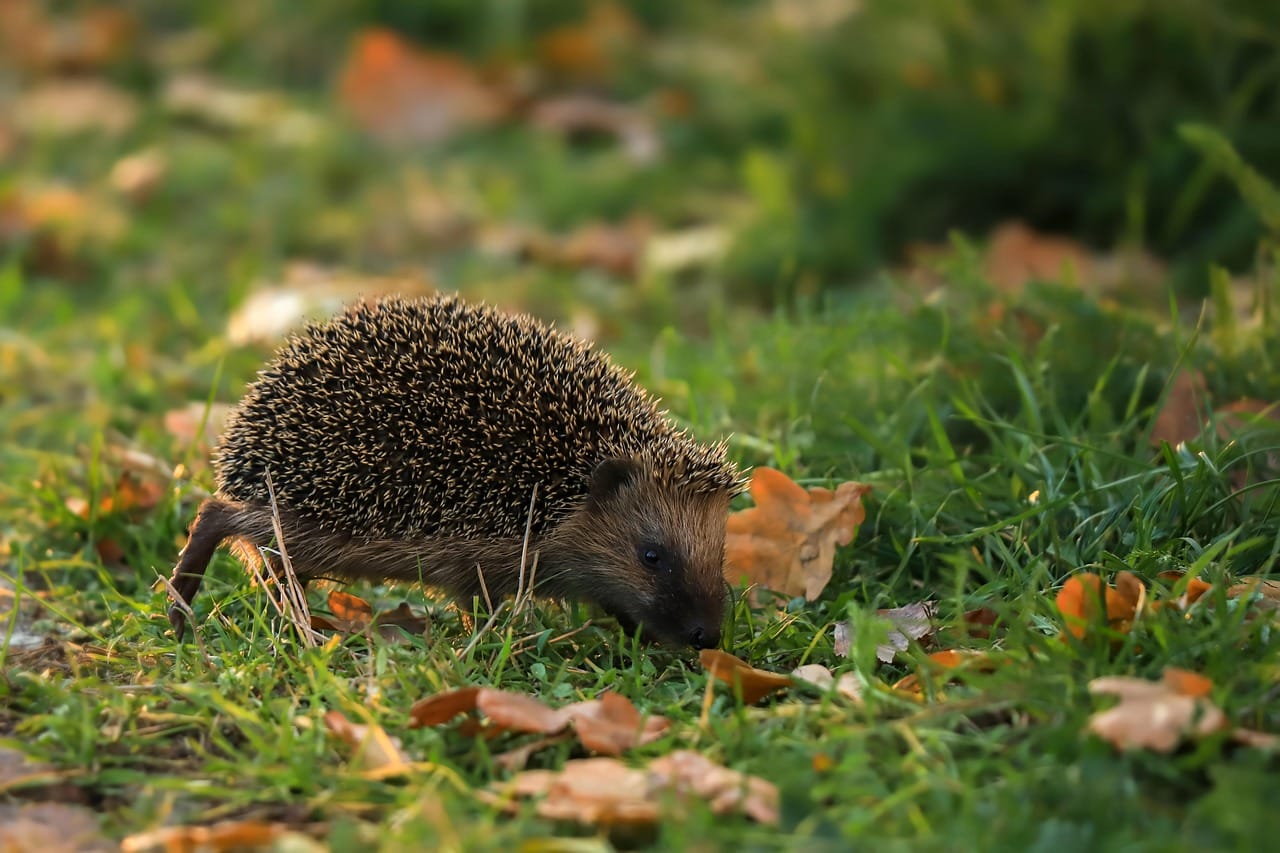 Tuinkalender oktober