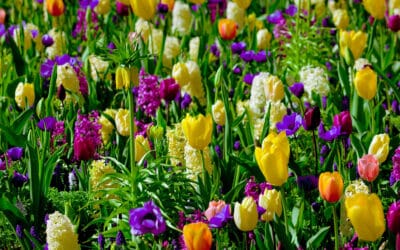 Tuinkalender april 2025